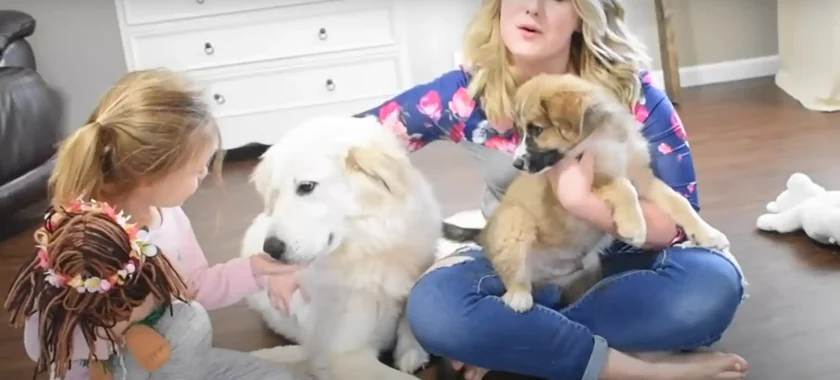 how to get dog hair out of the carpet